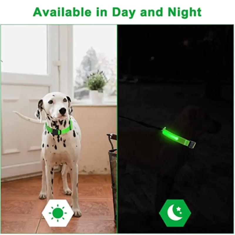 Glowing Dog Collar - YIA Collective